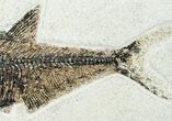 Two Large Diplomystus Fossil Fish - Wyoming #12152-7